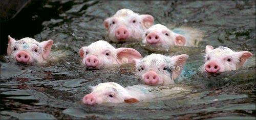 pigs_1.jpg
