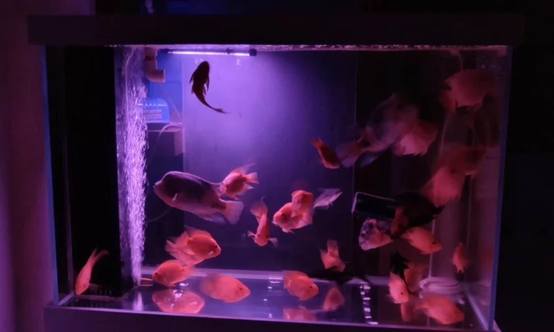 养了5年的地图鱼，挂了  