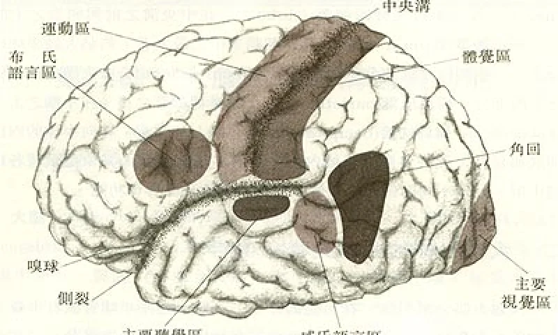 大脑的构造和功能  