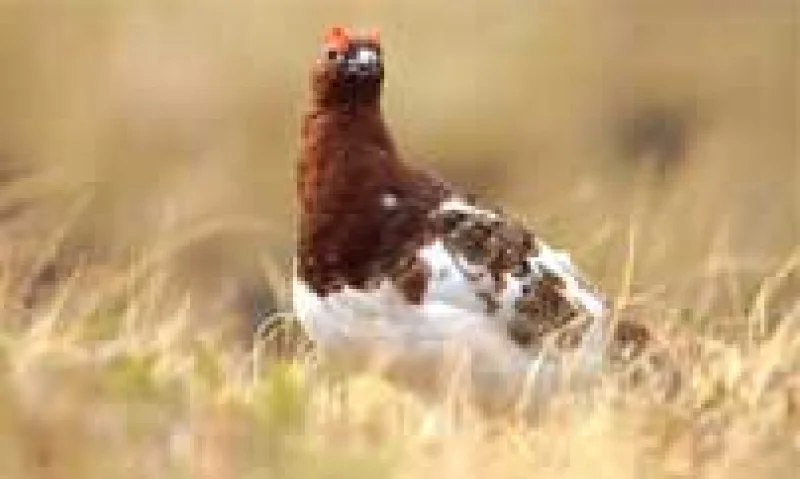 慈悲鸟,存在么?