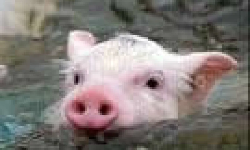 一群为理想奋斗的猪  